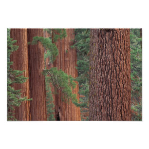 Impression Photo Amérique du Nord, États-Unis, Californie, Parc nat
