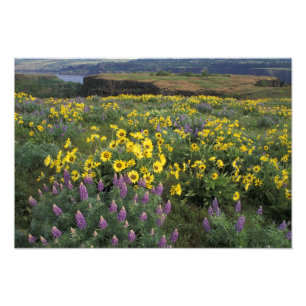 Impression Photo Amérique du Nord, États-Unis, Oregon, Columbia Riv