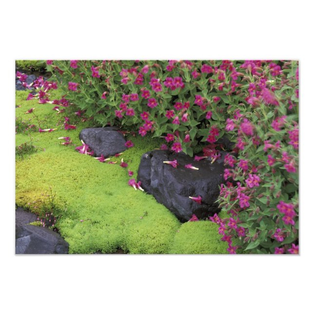 Impression Photo Amérique du Nord, États-Unis, Washington, Mt Raini (Devant)