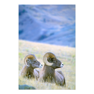 Impression Photo Amérique du Nord, États-Unis, Wyoming, Yellowsto