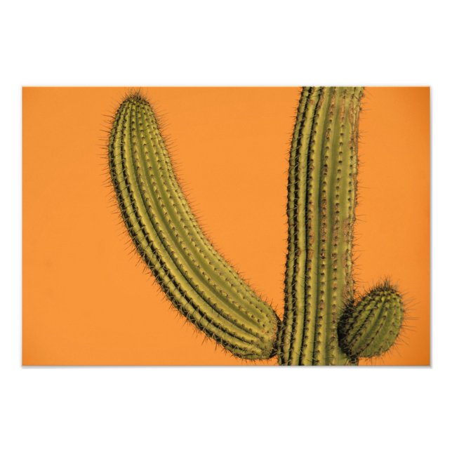 Impression Photo Amérique du Nord, Mexique, Basse Californie, Cabo (Devant)