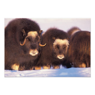 Impression Photo Amérique du Nord, USA, Alaska, Arctic Circle,