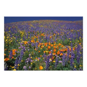 Impression Photo Amérique du Nord, USA, Californie, Los Angeles 2