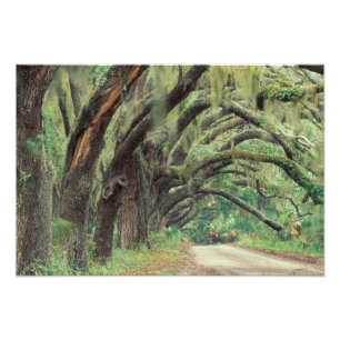 Impression Photo Amérique du Nord, USA, Géorgie, Cumberland 2