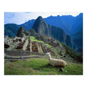 Impression Photo Amérique du Sud, Pérou. Un lama repose sur une col