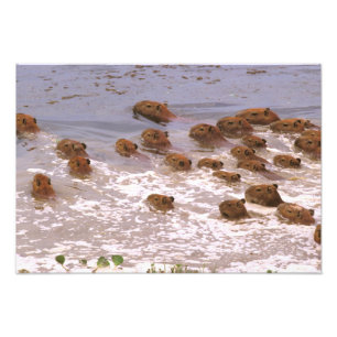 Impression Photo Amérique du Sud, Venezuela, Llano.