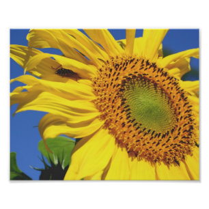 Impression Photo Ami Fleur De Tournesol Et Insecte 10x8 Floral