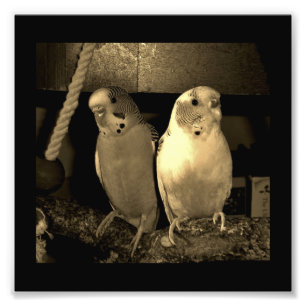 Impression Photo Amis