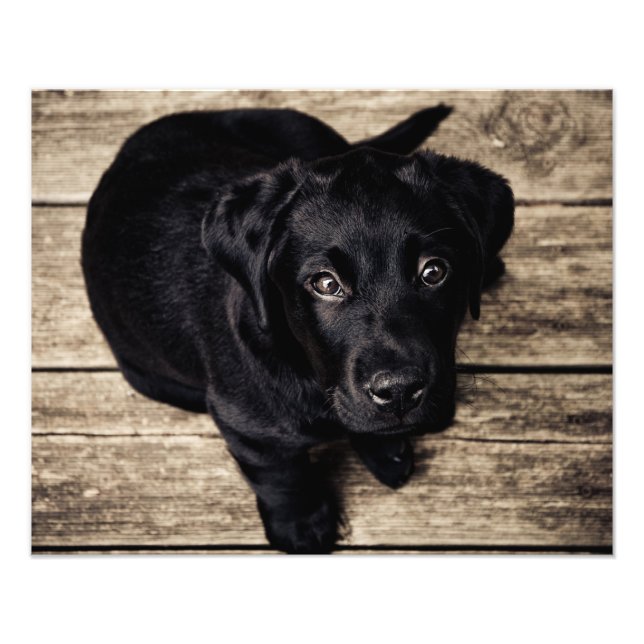 Impression Photo Amour de chiot (Devant)