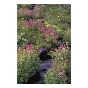 Impression Photo AN, États-Unis, Washington, Mt. Rainier NP, Rose