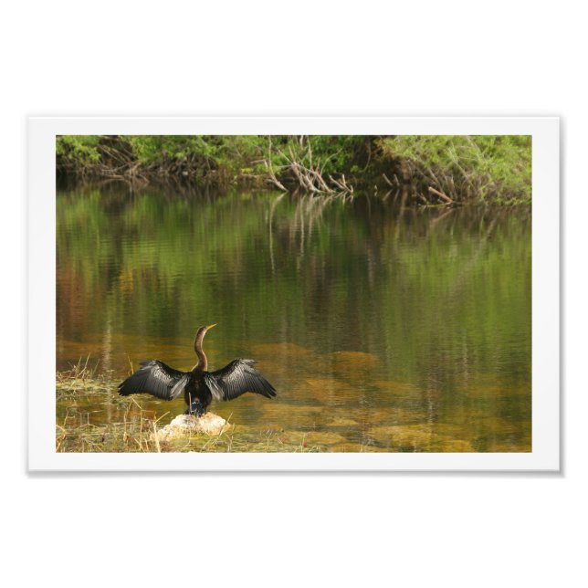Impression Photo Anahinga pleure ses ailes (Devant)