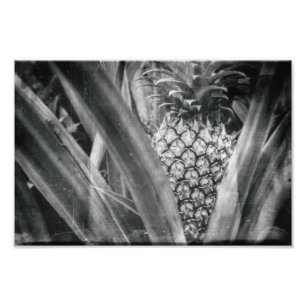Impression Photo Ananas Feuilles monochromes et cuisine aux fruits
