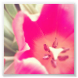 Impression Photo Anatomie de tulipe
