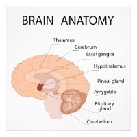 Anatomie du cerveau