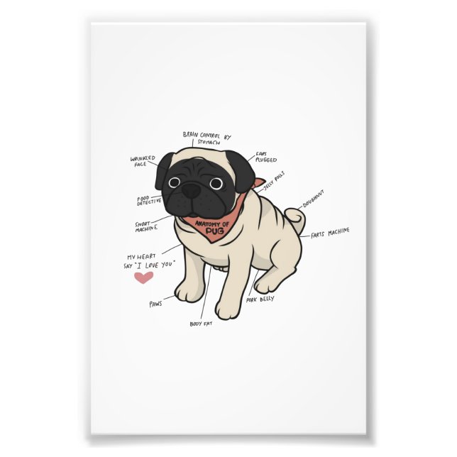 Impression Photo Anatomie Du Chien Carlin Graphique (Devant)