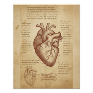 Impression Photo Anatomie Éducative du Cœur Humain de Style Vintage