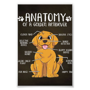 Impression Photo Anatomie Golden Retriever   Golden Retriever Lover