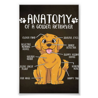 Impression Photo Anatomie Golden Retriever | Golden Retriever Lover