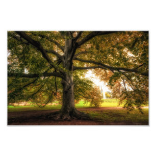Impression Photo Ancien hêtre dans le parc