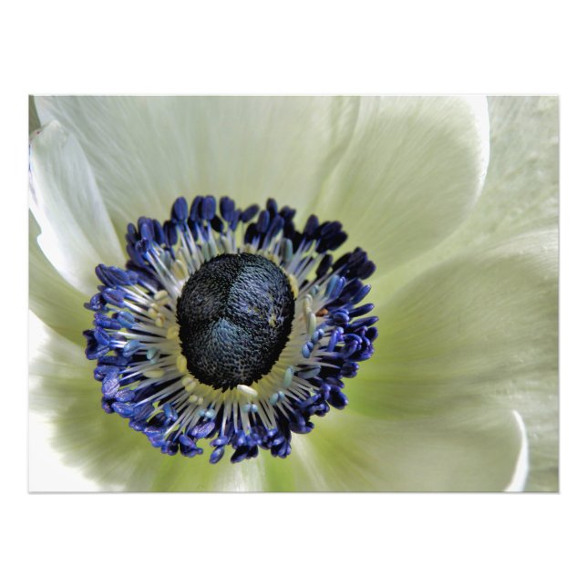 Impression Photo Anemone Mistral Panda (Devant)