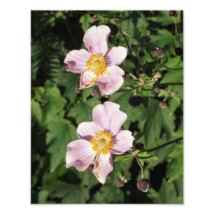 Impression Photo Anémones roses 11 x 14 pouces