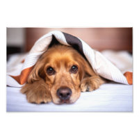 Anglais Cocker Spaniel Chien