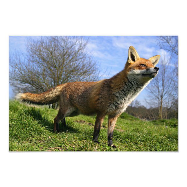 Impression Photo Angleterre, Angleterre. Red Fox Vulpes vulpes) en (Devant)