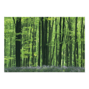 Impression Photo Angleterre, forêt de hêtres et Bluebells