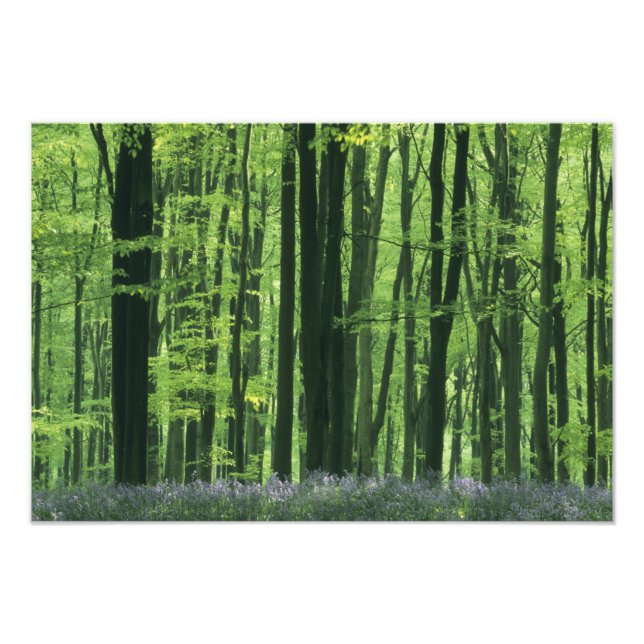 Impression Photo Angleterre, forêt de hêtres et jacinthes des bois (Devant)