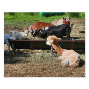 Impression Photo Animal de ferme Barnyard Amis mignon 10x8
