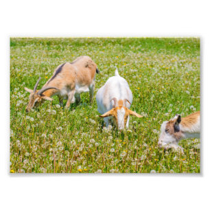 Impression Photo Animaux de ferme de chèvres mignons