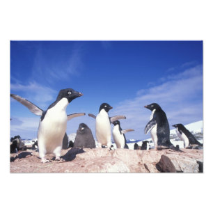 Impression Photo Antarctique, Manchot Adélie Pygoscelis