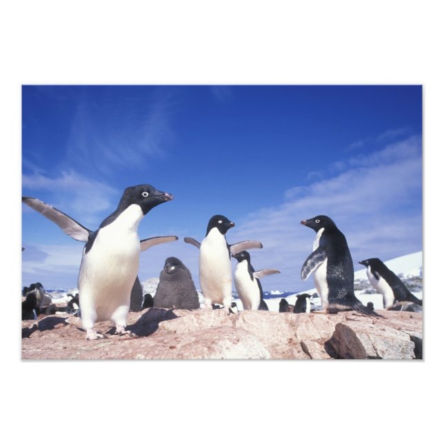 Impression Photo Antarctique, Manchot Adélie Pygoscelis (Devant)