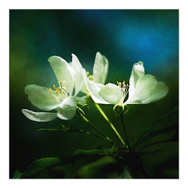 Impression Photo Apple Blossom - Deux Fleurs (Devant)