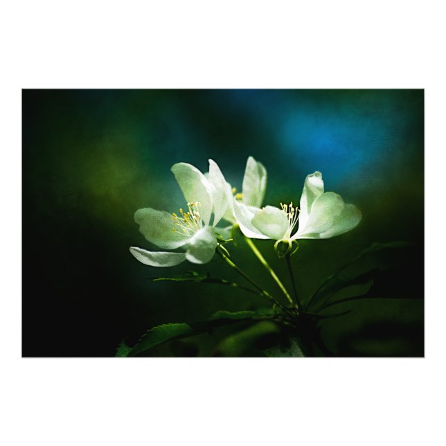 Impression Photo Apple Blossom - Deux Fleurs (Devant)