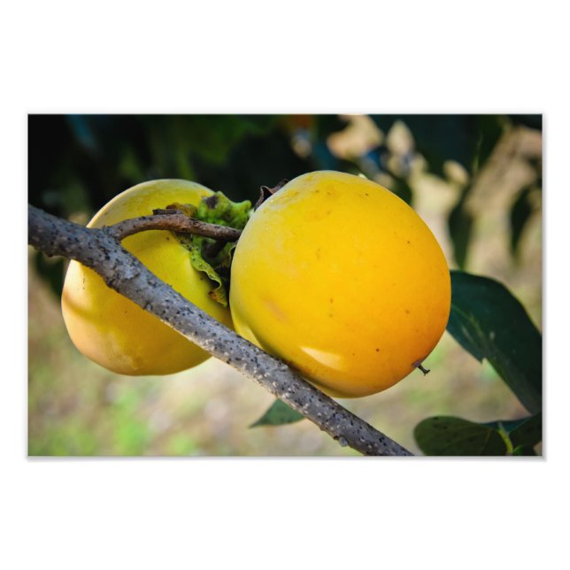 Impression Photo Apricots (Devant)