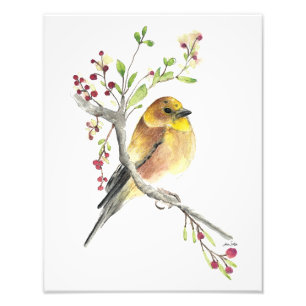 Impression Photo Aquarelle américaine Goldfinch Bird Imprimer