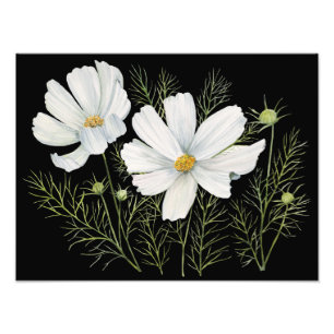 Impression Photo Aquarelle Blanc Cosmos Fleurs Peinture Botanique