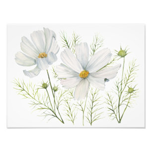 Impression Photo Aquarelle Blanc Cosmos Fleurs Peinture Botanique