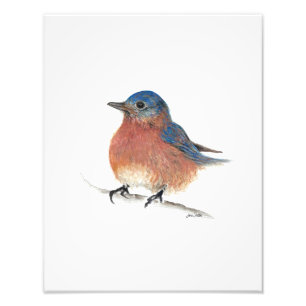 Impression Photo Aquarelle Bluebird Art