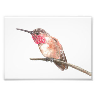 Impression Photo Aquarelle de colibri