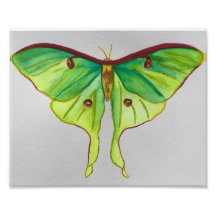Aquarelle Luna Moth