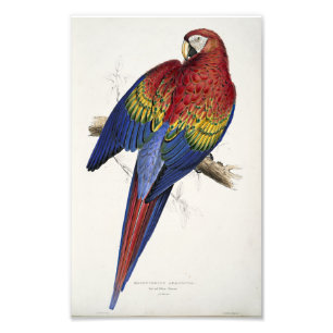 Impression Photo Ara rouge et jaune Illustration d'Edward Lear