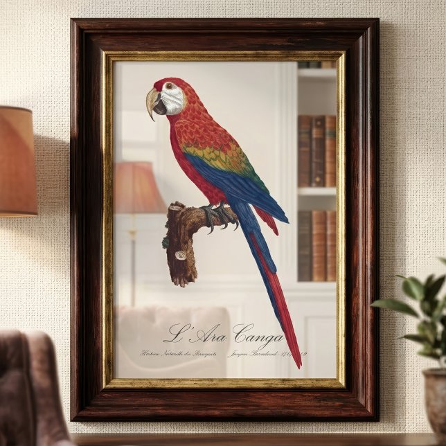 Impression Photo Ara rouge ou Ara macao, Ara macao (Scarlet Macaw or Red-Breasted Macaw, Ara macao. Photo Print)