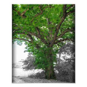 Impression Photo Arborescence
