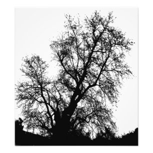 Impression Photo arbre