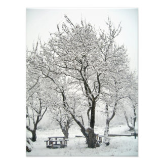 Impression Photo arbre