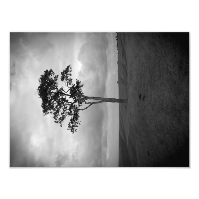 Impression Photo Arbre (Devant)