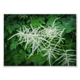 Impression Photo Arbre à fleurs Fleurs blanches Feuilles verts