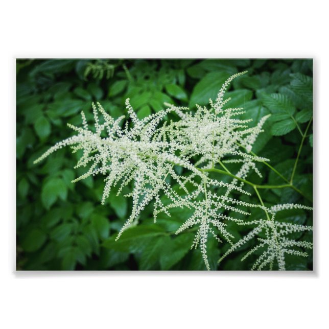Impression Photo Arbre à fleurs Fleurs blanches Feuilles verts (Devant)